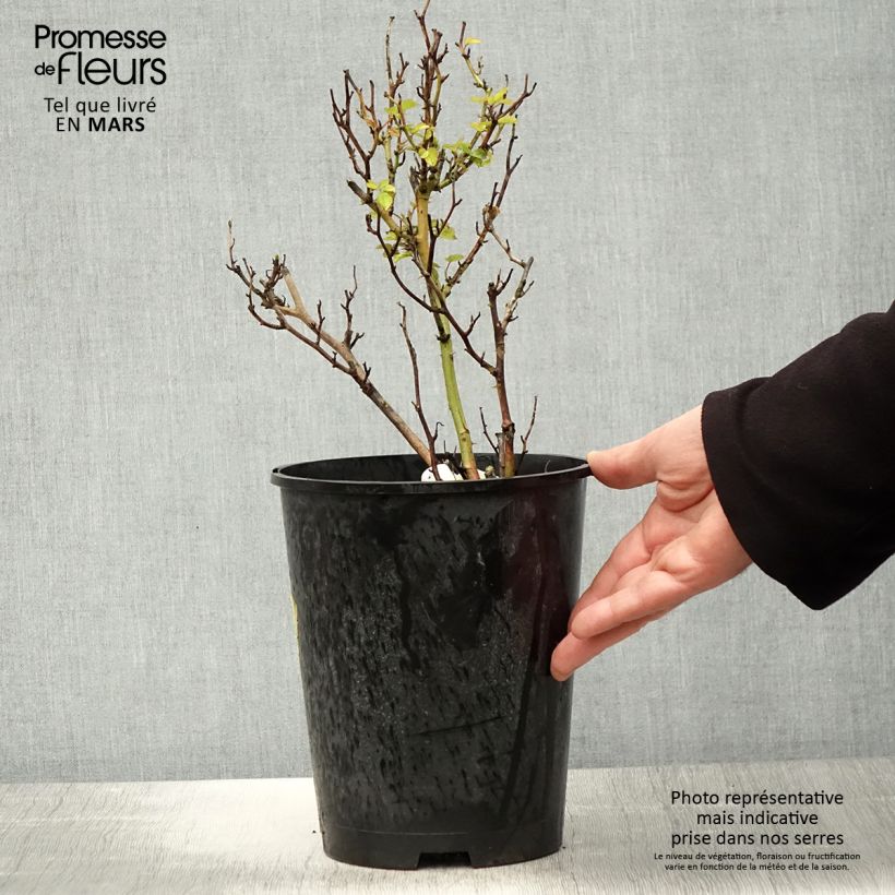 Rosa x floribunda Picnic 4L/5L pot sample as delivered in spring