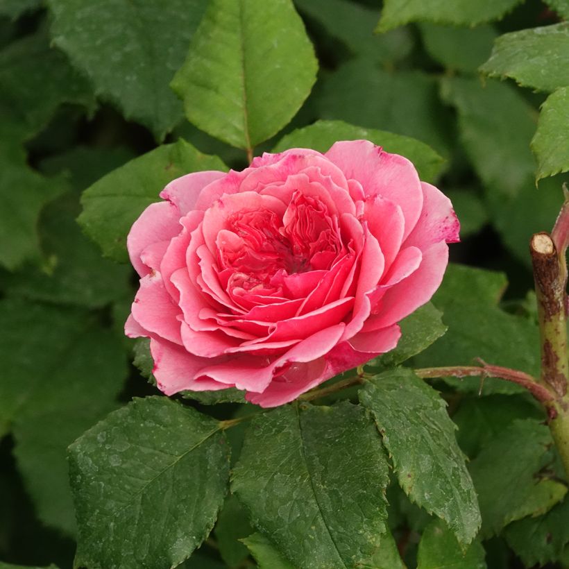 Rosa x floribunda Taste of Love 'Theo Clevers' - Floribunda Rose (Flowering)