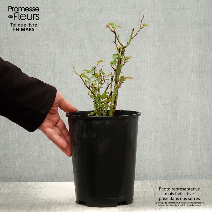 Rosa x floribunda Tiramisu Bio 4L/5L pot sample as delivered in spring