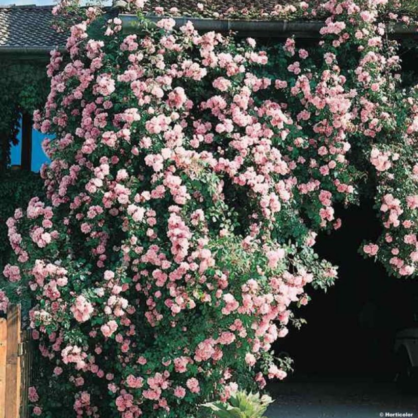 Rosa x wichuraiana 'Albertine' - Rambling Rose (Plant habit)