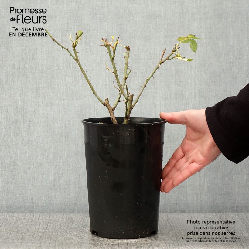 Rosa alba Suaveolens 4L/5L pot sample as delivered in autumn