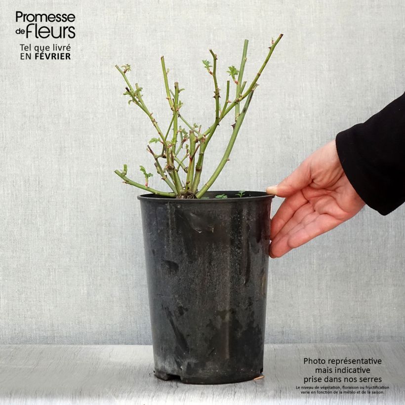 Rosa Ballerina 4L/5L pot sample as delivered in winter