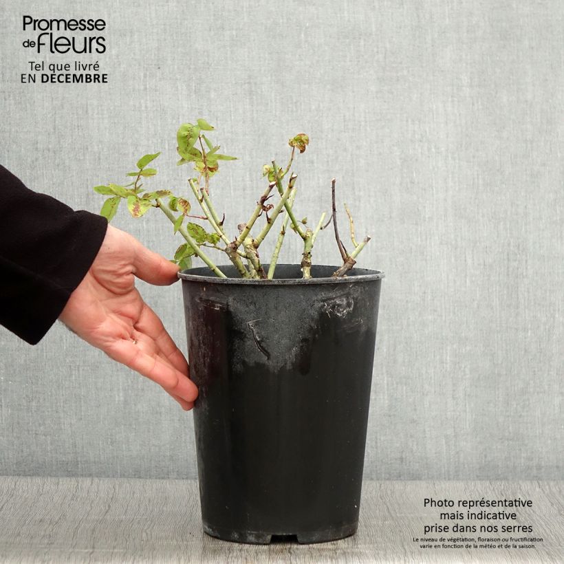 Rosa Baron Girod de l'Ain 4L/5L pot sample as delivered in autumn