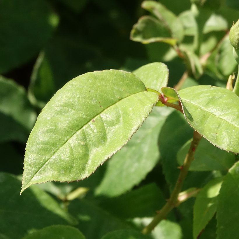 Rosa Baron Girod de l'Ain (Foliage)