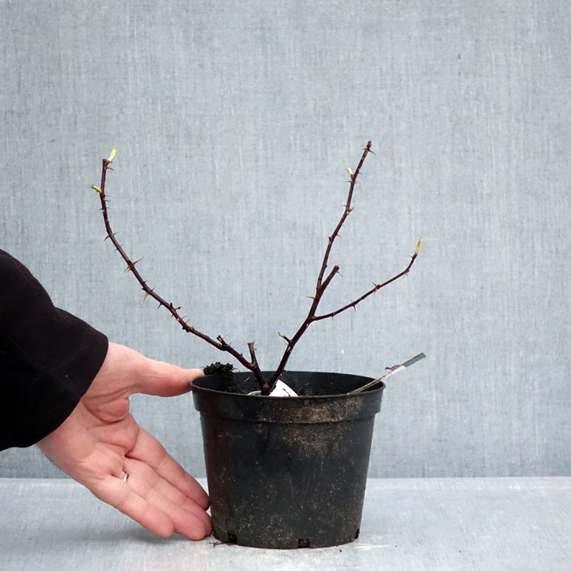 Rosa Basyes Purple 1.5L/2L pot sample as delivered in winter