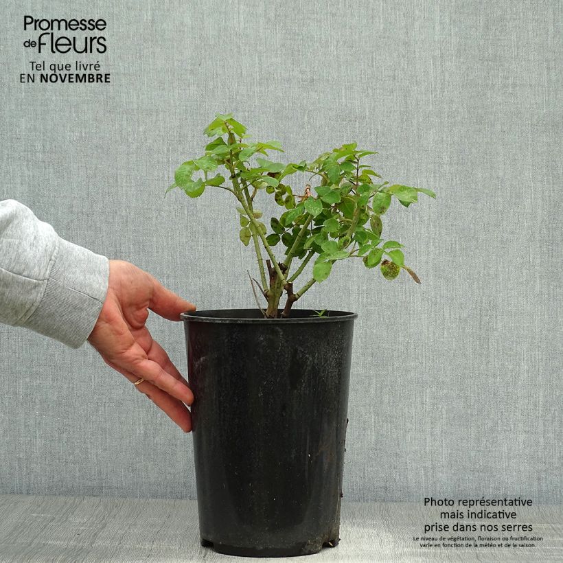Rosa gallica Cardinal de Richelieu - Old Gallic Rose 4L/5L pot sample as delivered in autumn