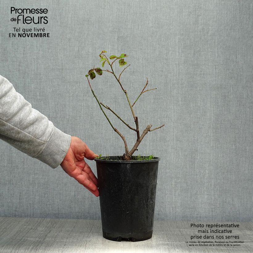 Rosa centifolia Cristata - Crested Moss Rose 4L/5L pot sample as delivered in autumn