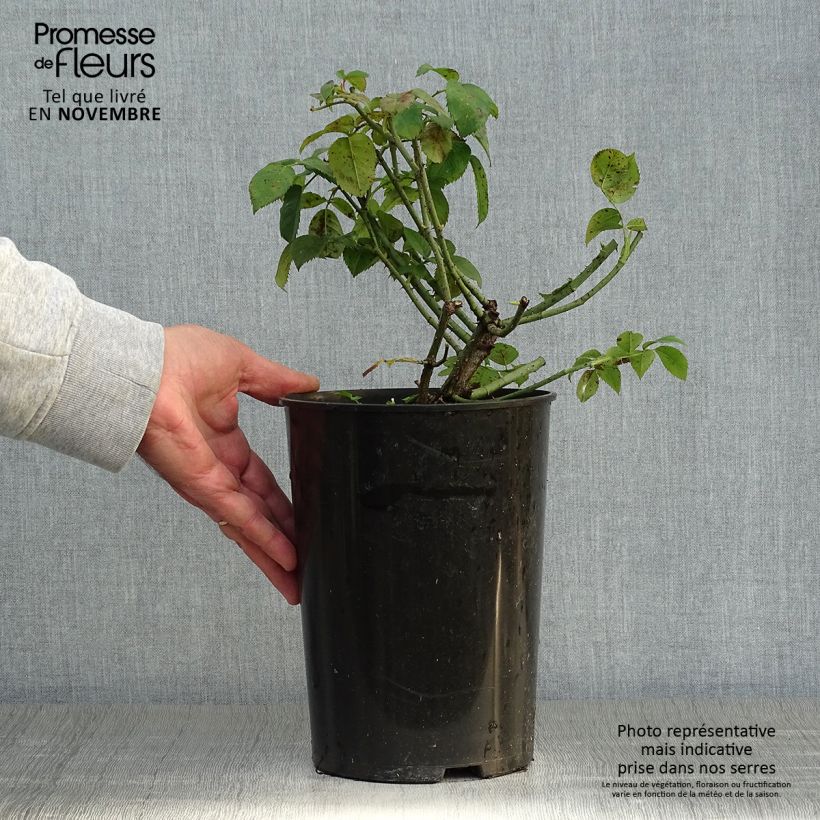 Rosa gallica Complicata - Old Gallic Rose 4L/5L pot sample as delivered in autumn