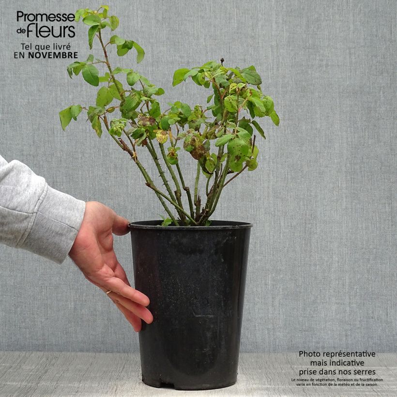 Rosa Comte de Chambord - Portland Rose 4L/5L pot sample as delivered in autumn