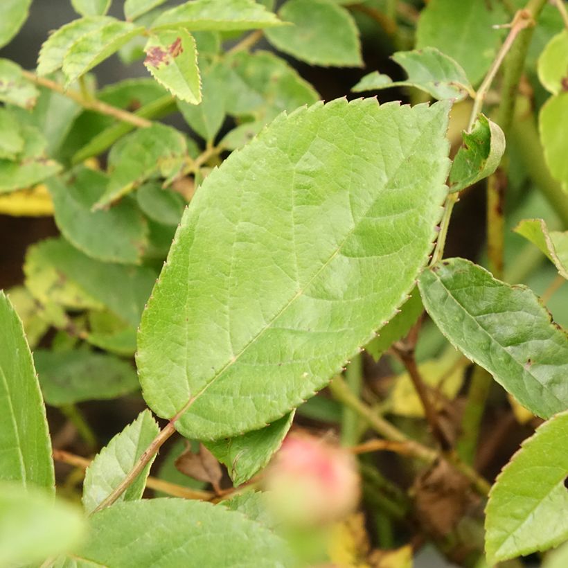 Rosa Cornelia (Foliage)
