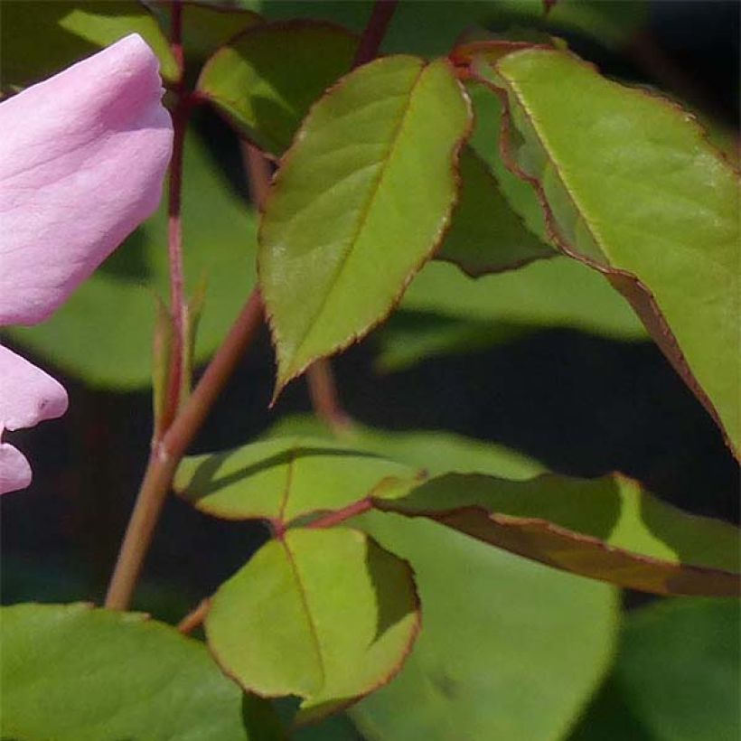 Rosa Dainty Bess (Foliage)