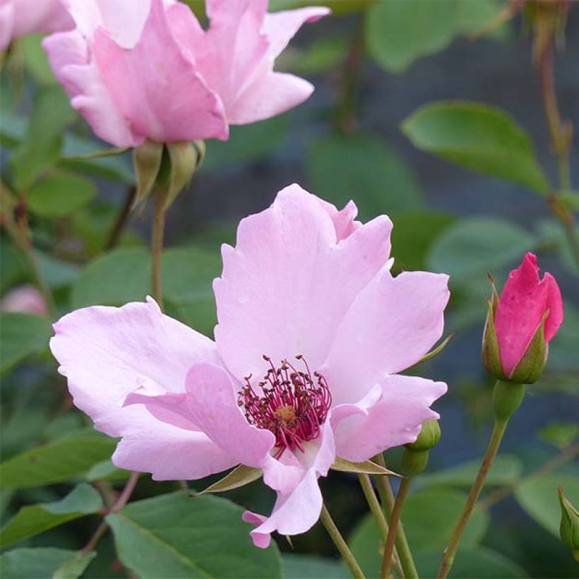 Rosa Dainty Bess (Flowering)