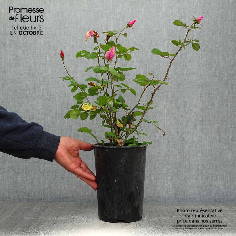 Rosa Dainty Bess 4L/5L pot sample as delivered in autumn