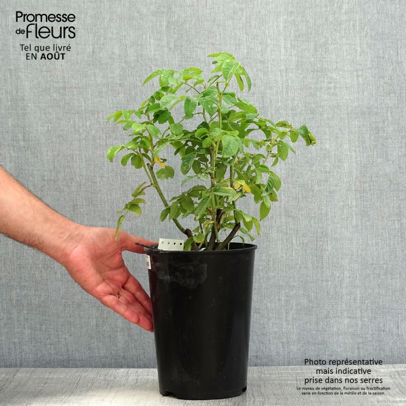 Rosa damascena Ispahan - Damask Rose 4L/5L pot sample as delivered in summer