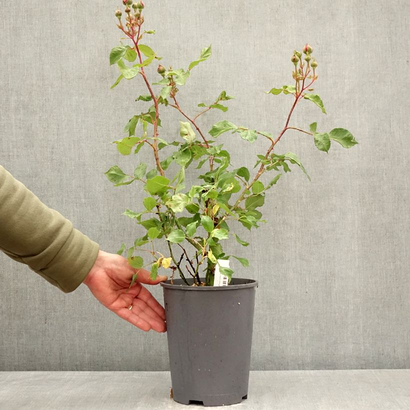 Rosa Empereur du Maroc - Hybrid Old Rose 4L/5L pot sample as delivered in spring