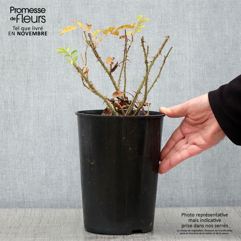 Rosa rugosa F.J. Grootendorst 4L/5L pot sample as delivered in autumn