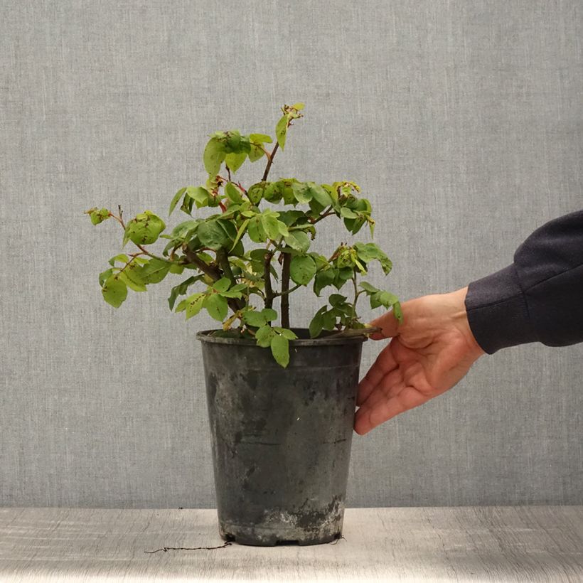 Rosa centifolia Fantin Latour - Cabbage Rose 4L/5L pot sample as delivered in spring