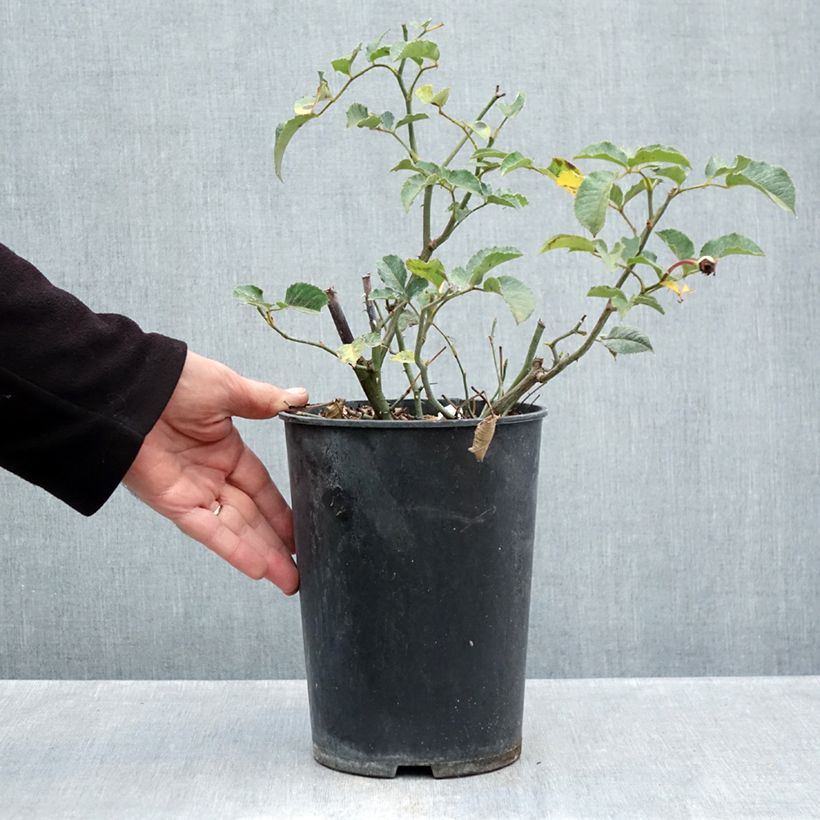 Rosa moschata Felicia - Musk Rose 4L/5L pot sample as delivered in autumn