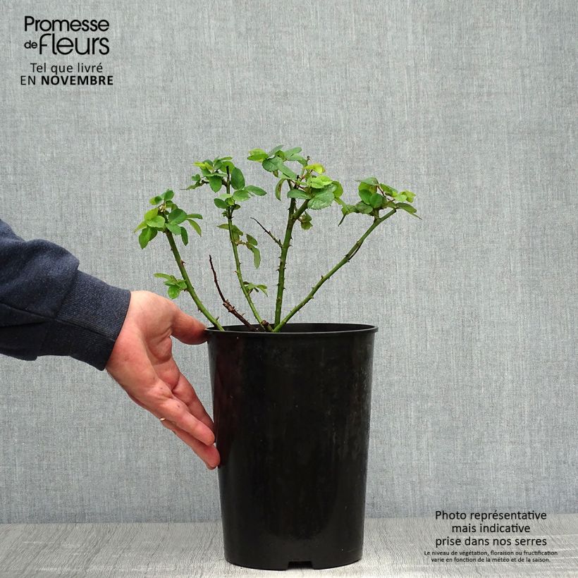 Rosa Ferdinand Pichard 4L/5L pot sample as delivered in autumn