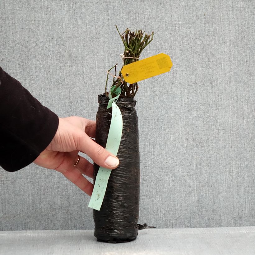 Rosa Fragrant Old White Wrapped bare root sample as delivered in winter