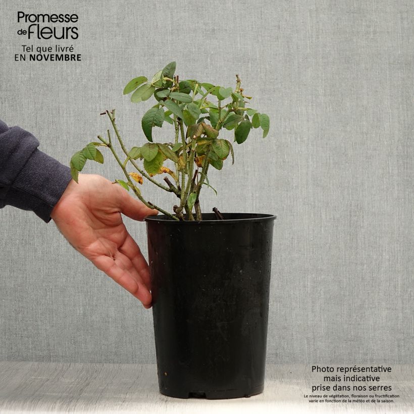 Rosa gallica Officinalis - Old Gallic Rose 4L/5L pot sample as delivered in autumn