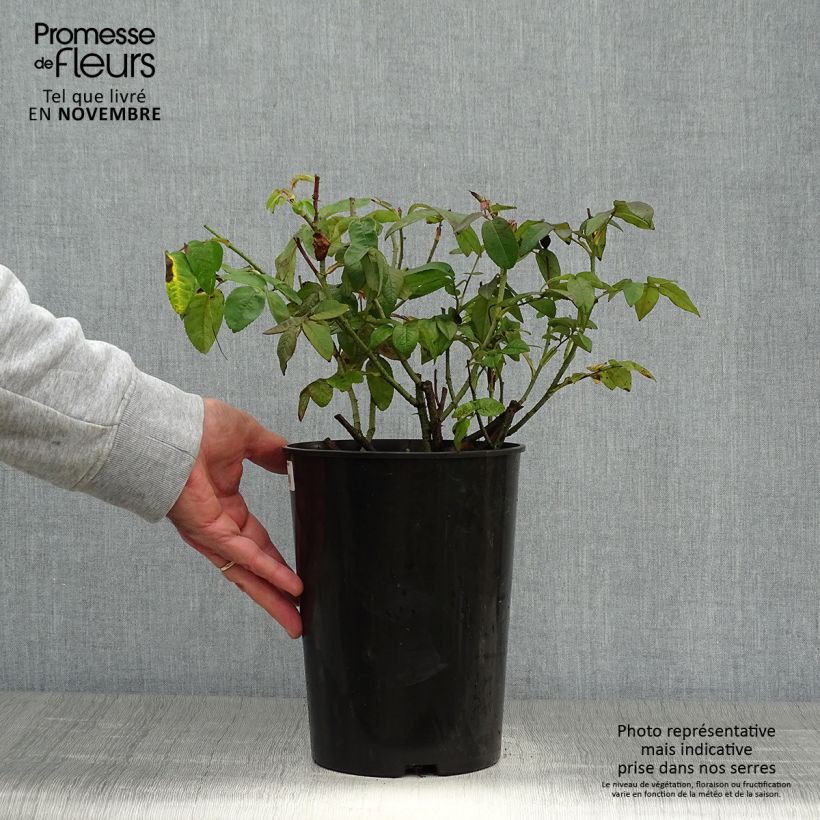 Rosa gallica Versicolor - Old Gallic Rose 4L/5L pot sample as delivered in autumn