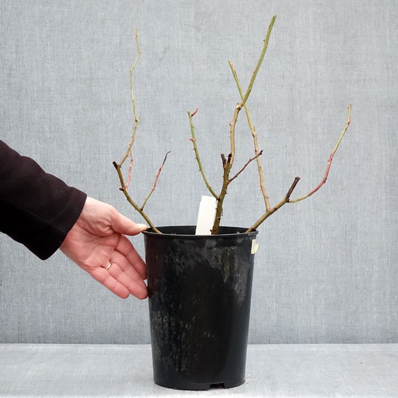 Rosa gallica Gros Provins Panaché BIO 4L/5L pot sample as delivered in winter