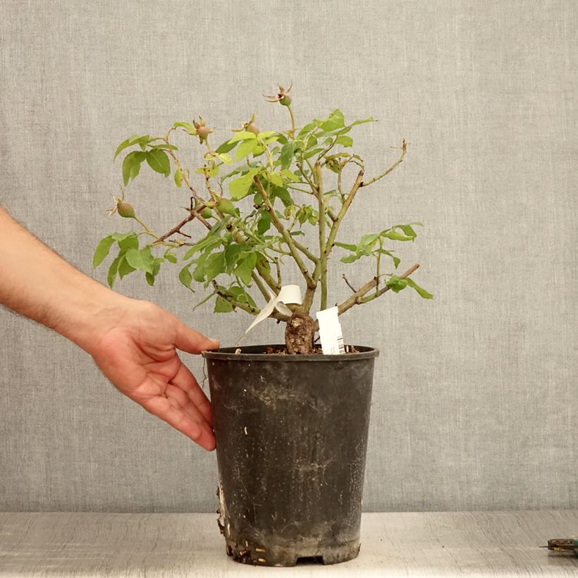 Rosa gallica Gros Provins Panaché BIO 4L/5L pot sample as delivered in summer