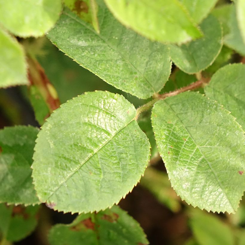 'Henri Martin' (Red Moss) Old Rose (Foliage)