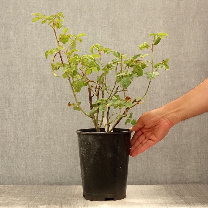'Henri Martin' (Red Moss) Old Rose  4L/5L pot sample as delivered in summer