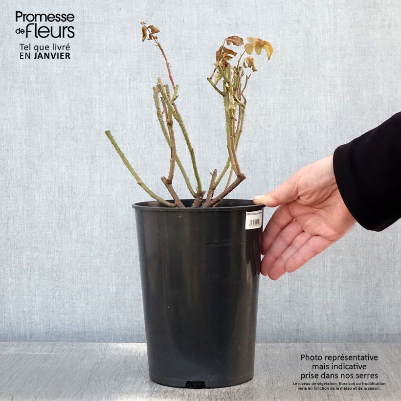 Rosa Jacques Cartier - Portland Rose 4L/5L pot sample as delivered in winter