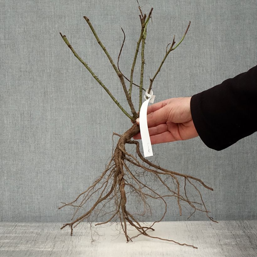 Rosa Jacques Cartier - Portland Rose Bare root sample as delivered in winter