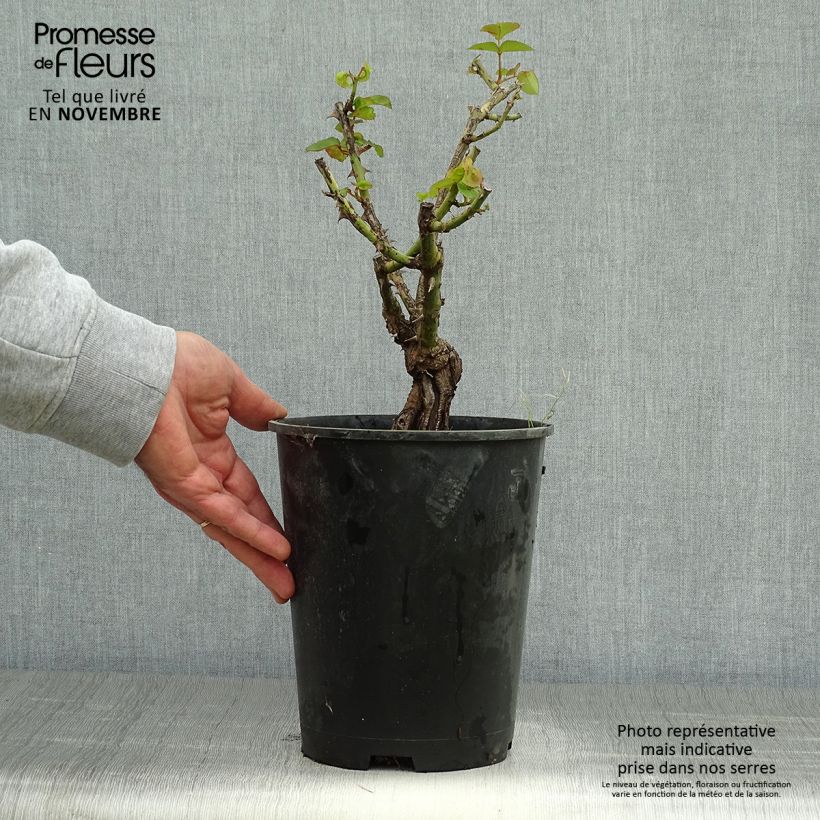 Rosa floribunda Josephs Coat 4L/5L pot sample as delivered in autumn