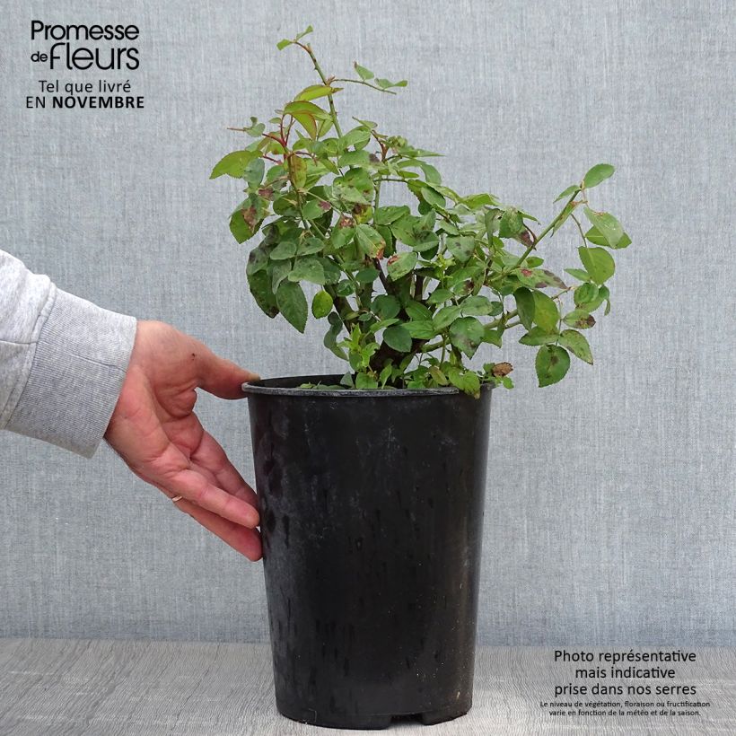 Rosa Reine Victoria - Bourbon Rose 4L/5L pot sample as delivered in autumn