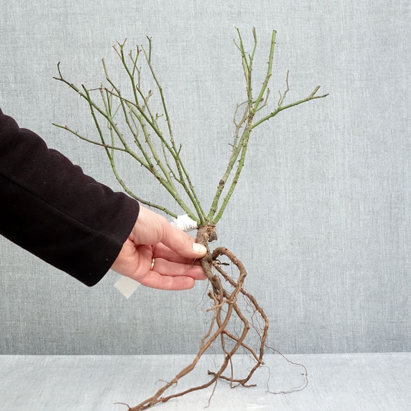 Rosa sempervirens Little White Pet Bare root sample as delivered in winter