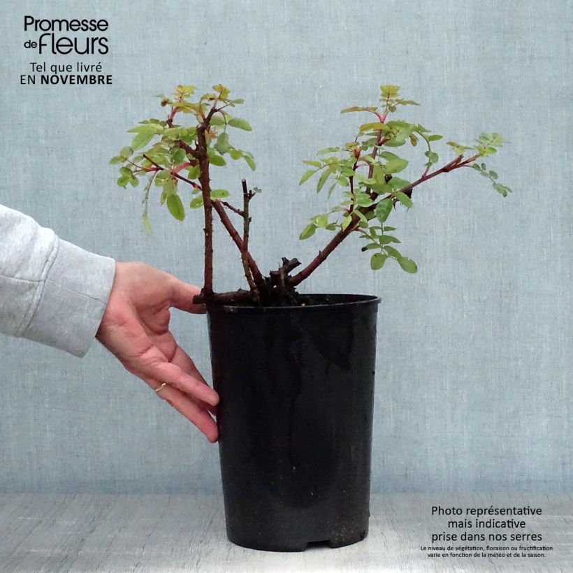 Rosa moyesii Marguerite Hilling 4L/5L pot sample as delivered in autumn