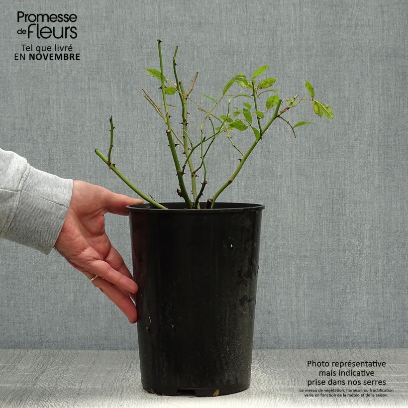 Rosa moschata Mozart - Musk Rose 3L/4L pot sample as delivered in autumn