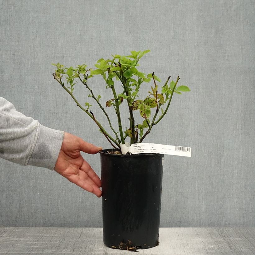 Rosa Paul Neyron - Repeat Flowering Rose 4L/5L pot sample as delivered in spring