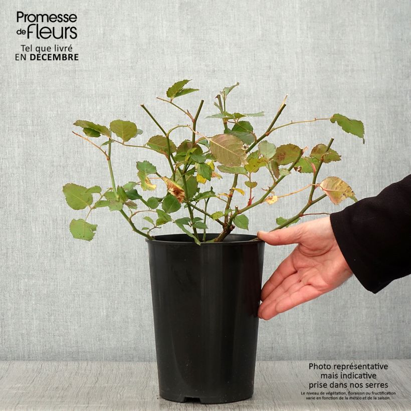 Rosa moschata Penelope - Musk Rose 4L/5L pot sample as delivered in autumn