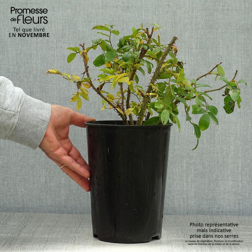 Rosa rugosa Pink Grootendorst 4L/5L pot sample as delivered in autumn