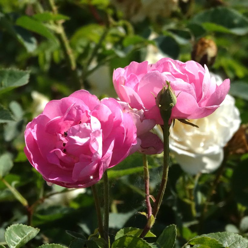 Rosa Raubritter - Climbing Rose (Flowering)