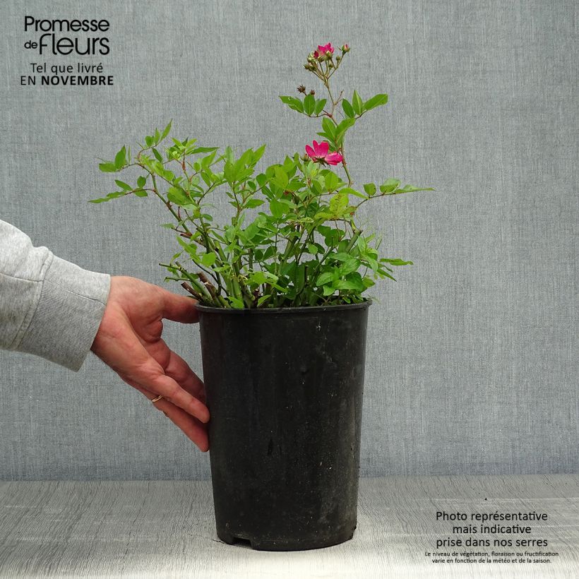 Rosa polyantha Red Ballerina 4L/5L pot sample as delivered in autumn
