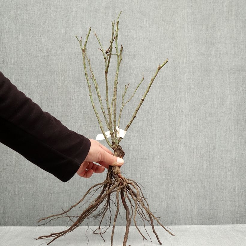 Rosa De Resht - Damask Rose Bare root sample as delivered in winter