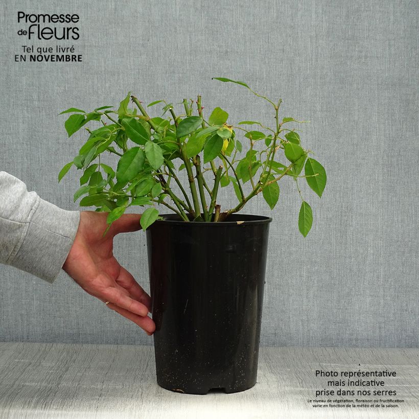 Rosa Sally Holmes 3L/4L pot sample as delivered in autumn