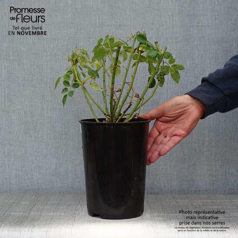 Rosa Souvenir du Dr Jamain 4L/5L pot sample as delivered in autumn