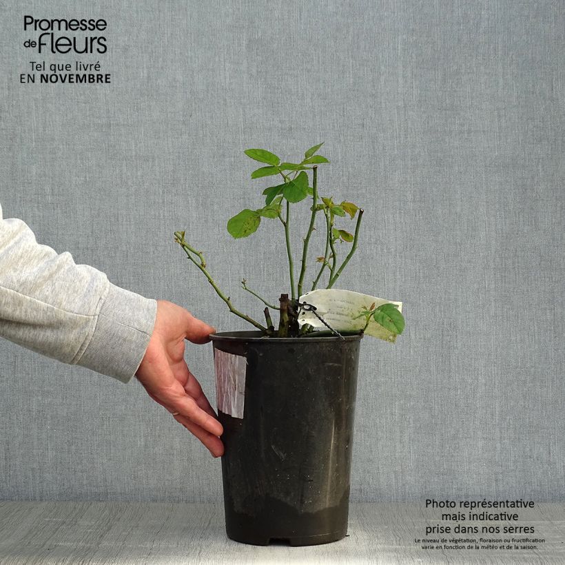 Rosa Ulrich Brunner Fils 4L/5L pot sample as delivered in autumn