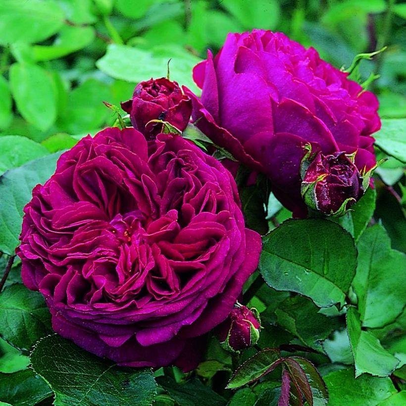 Rosa Falstaff (Flowering)