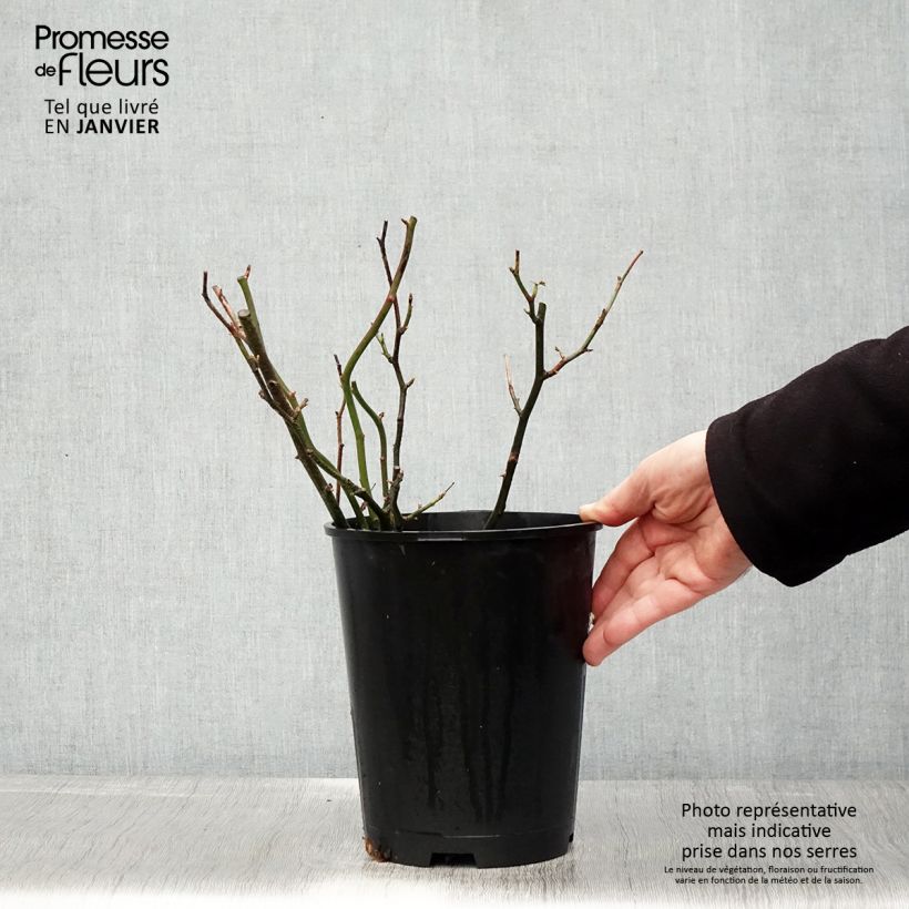 Rosa Hyde Park   4L/5L pot sample as delivered in winter