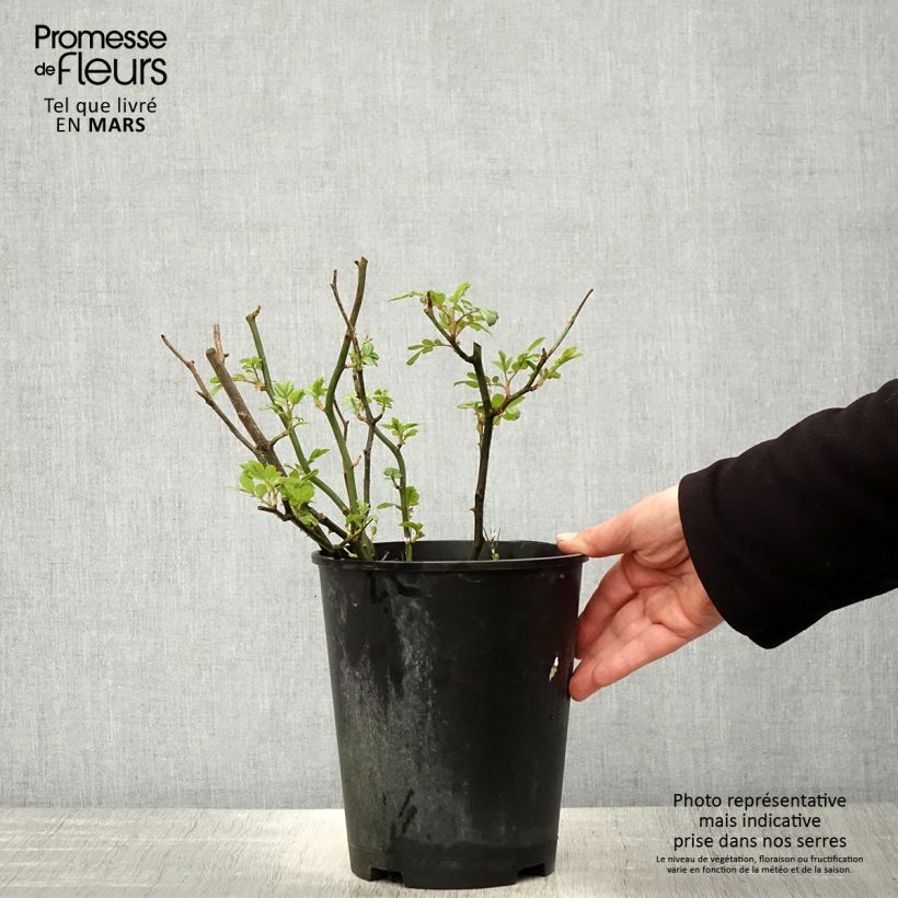 Rosa Hyde Park   4L/5L pot sample as delivered in spring