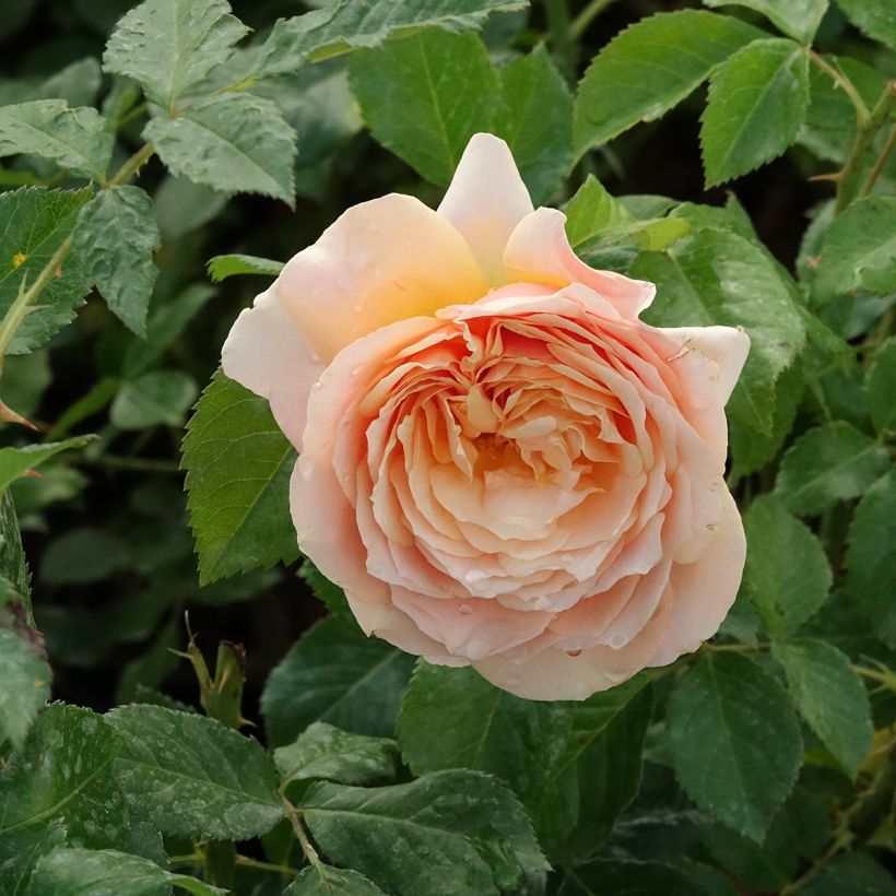Rosa Sherlock Holmes  (Flowering)